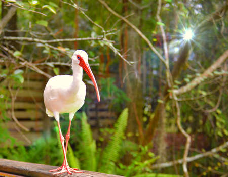 Egret illuminated by the lightの写真素材