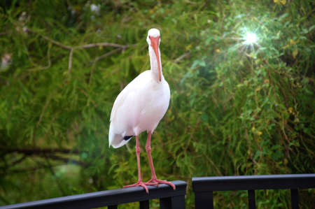 Egret checking you out!の写真素材