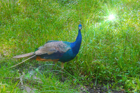 Peacock looking right at you!の写真素材
