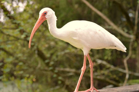 Egret just chillin\\の写真素材