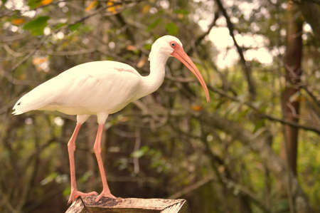 Egret just hanging outの写真素材