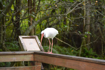 Egret checking out the menuの写真素材