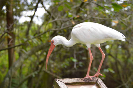 Egret checking things out down belowの写真素材