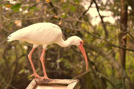Egret just hanging outの写真素材