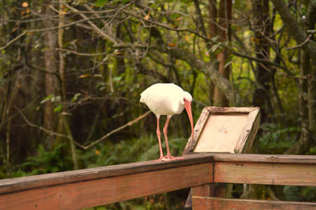 Egret having a look at the menuの写真素材