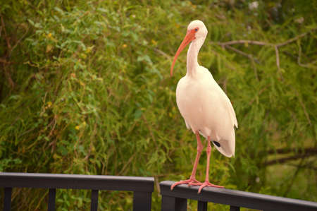 Egret just hanging outの写真素材