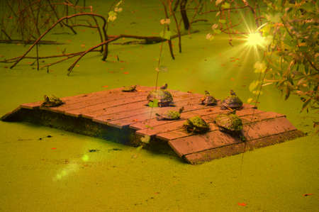 turtle hang outの写真素材
