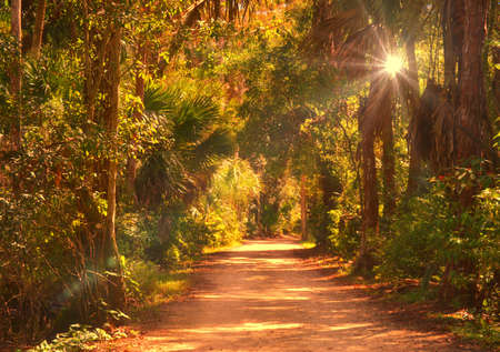 Light shining through path in the woodsの写真素材