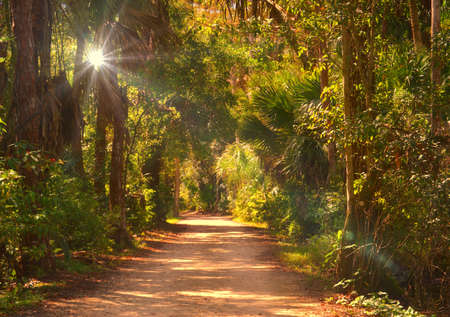 Light shining through path in the woodsの写真素材