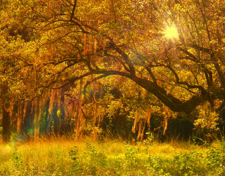 Light shining through the Spanish mossの写真素材