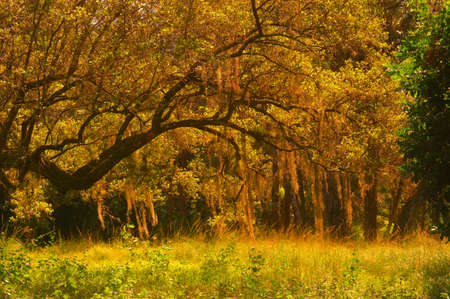 Spanish Moss hanging from the southern oak treeの写真素材