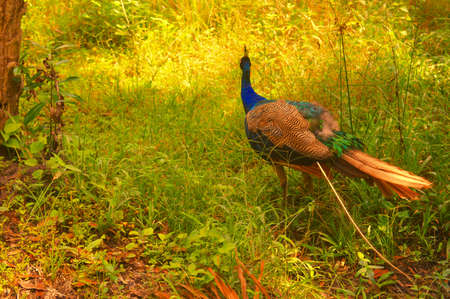 Wild peacock out for a walkの写真素材