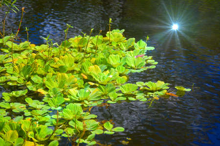 green lily pads