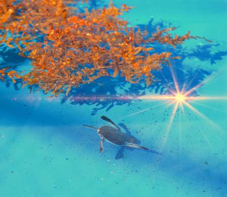 Little turtle just swimming alongの写真素材