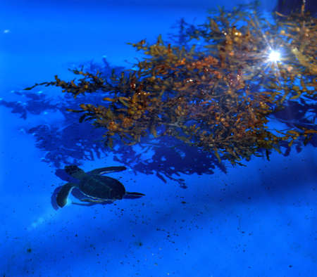 Little turtle just swimming alongの写真素材