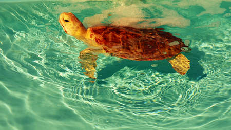 Little turtle just swimming along