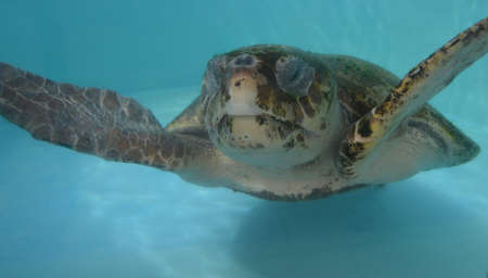 annoyed turtleの写真素材