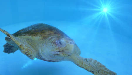 captivating turtleの写真素材