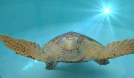 fun turtleの写真素材