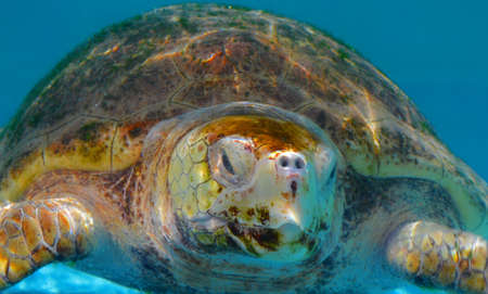 intrigued turtleの写真素材