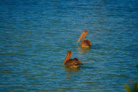 a pair of pelicansの写真素材