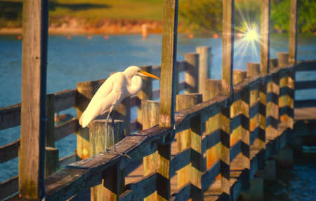 inspired heronの写真素材