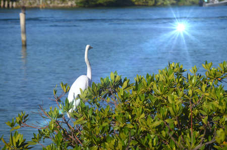 heron and lightの写真素材