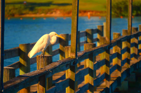 pensive heronの写真素材