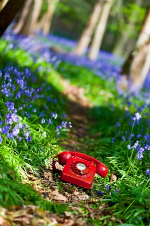 UK retro red phone on a footpath between a forest of bluebellsの写真素材