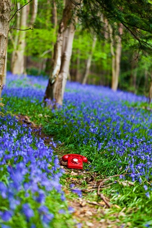 UK retro red phone on a footpath between a forest of bluebellsの写真素材