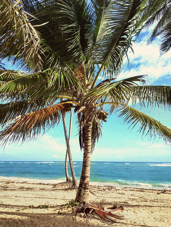 Palm tree sea view