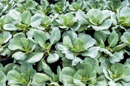 Big Green flower gadenの写真素材