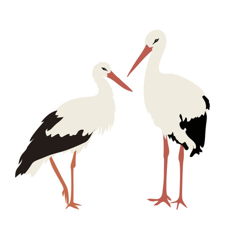 Two Elegant White Storks Standing Together Illustrationのイラスト素材