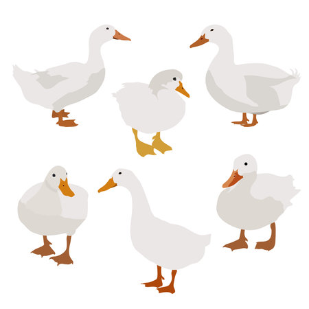 White Geese in Different Poses Illustrationのイラスト素材