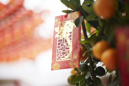 Mandarin orange tree with red packet