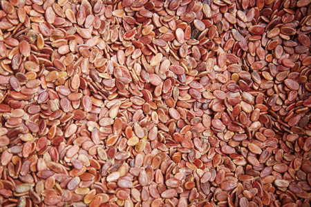 Red kuaci seedsの写真素材