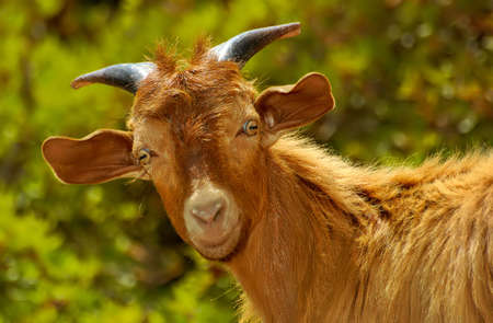 Funny Mountain Goat Close-up Portraitの写真素材