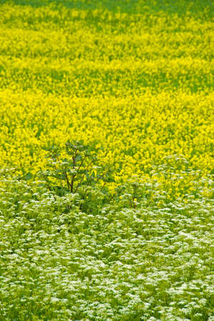 Yellow and white flower field backgroundの写真素材