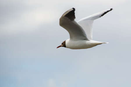 Seagull Flying in the skyの写真素材