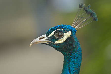 Gorgeous Head of a Peacockの写真素材