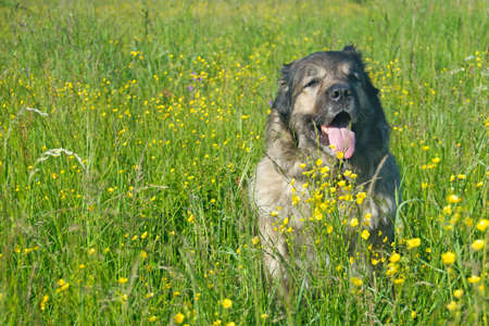 Shepherd dog in yellow flower fieldの写真素材