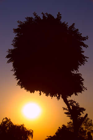 Silhouette of a tree against the setting sunの写真素材