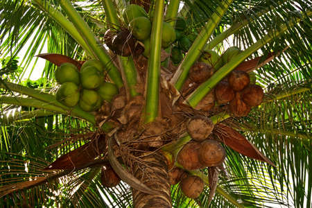 Crop of Coconuts on a Palm tree