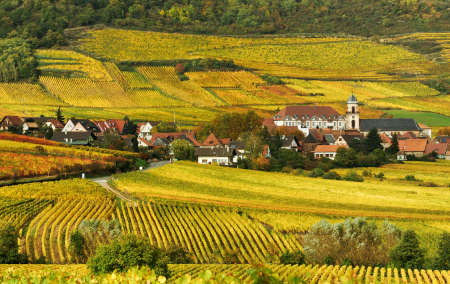 Autumn Vineyard in Franceの写真素材