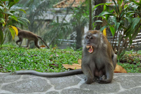 Monkey with Angry Face expression
