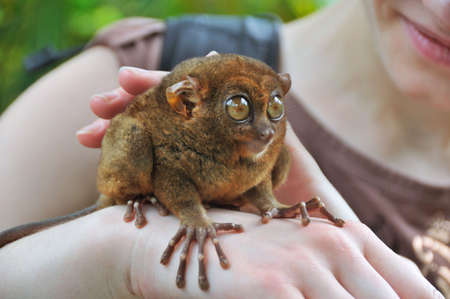 Tarsier - smallest primate in the worldの写真素材
