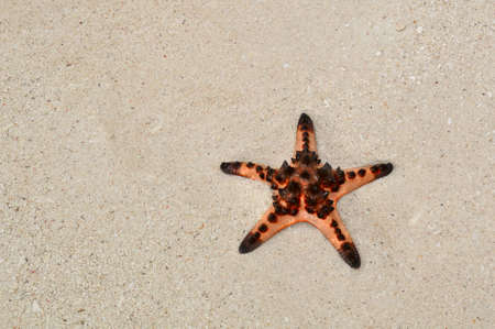 Starfish on white sand beachの写真素材