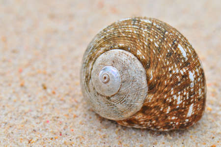 Snail shell on the Beach Sandの写真素材