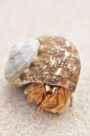 Crab Hidden in Snail's House