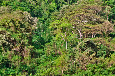 Lush Green Tropical Forest Foliage